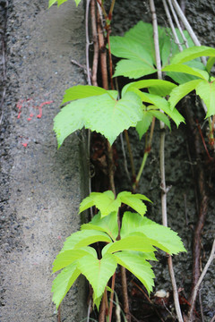 雨后爬山虎绿叶