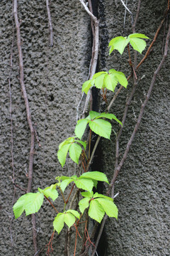 雨后爬山虎绿叶