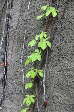 雨后爬山虎绿叶