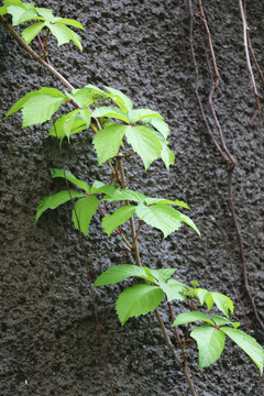 爬山虎绿叶