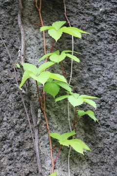 雨后爬山虎绿叶