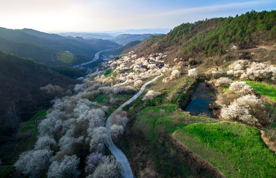 樱桃花开满山坡