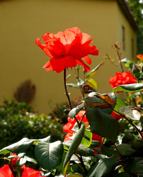 月季花