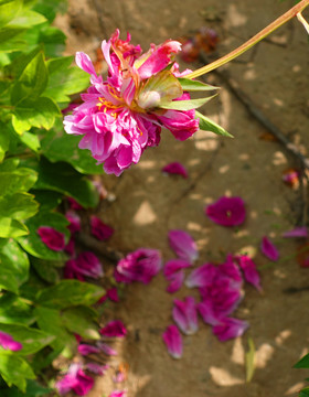 落花