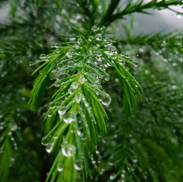 松树雨露