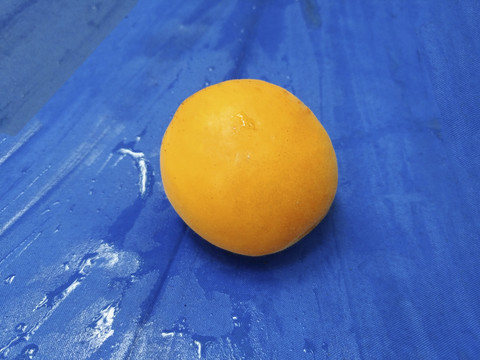 静物杏子