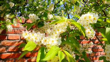 野生稠李子花