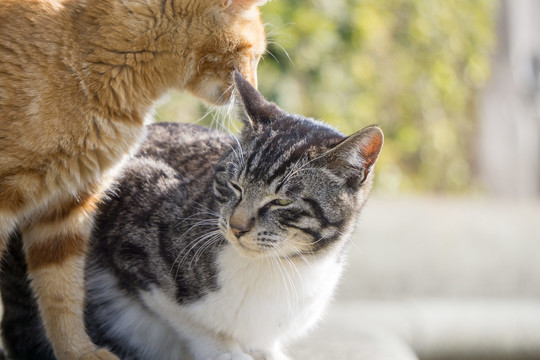 发情期的猫