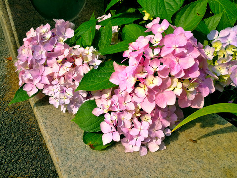 绣球花