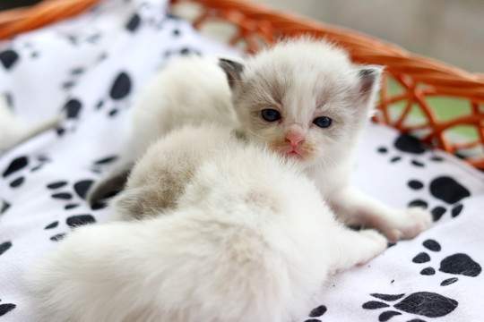 布偶猫幼崽