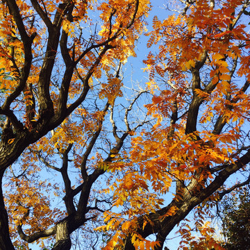 秋季白蜡树