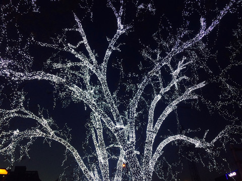 树上装饰的彩灯