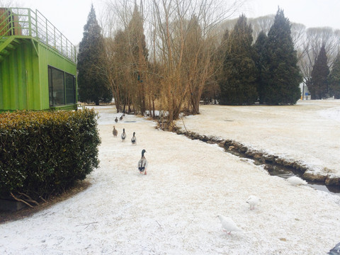 雪天的绿头鸭和鸽子