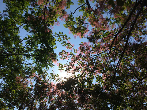 春天黄栌树开花