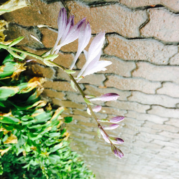 紫色玉簪花