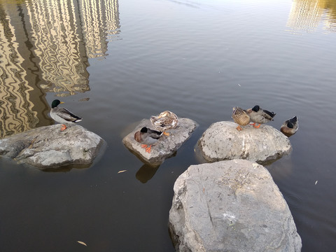 湖边鸭子