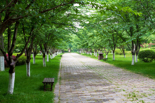 常州春秋淹城遗址公园樱花大道