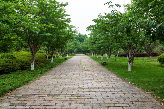 常州春秋淹城遗址公园樱花大道