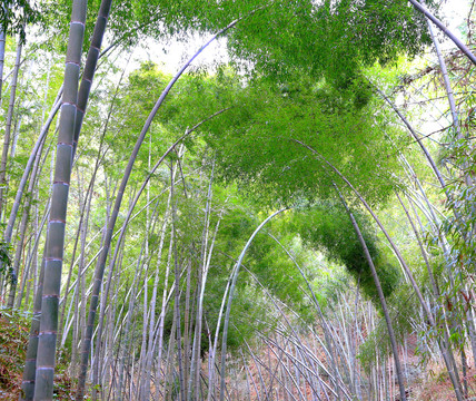 竹林背景