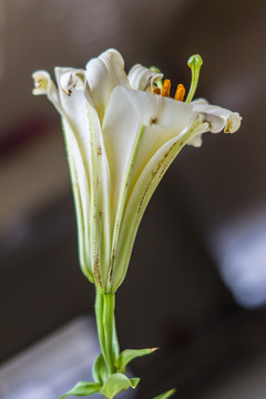 百合花