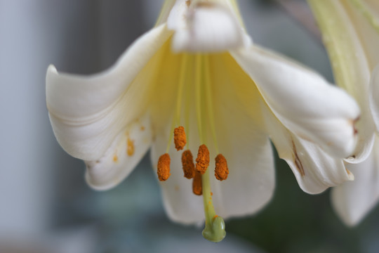 百合花