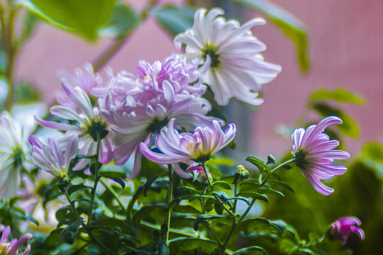 菊花