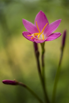 韮兰花
