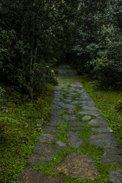 菌子山风光