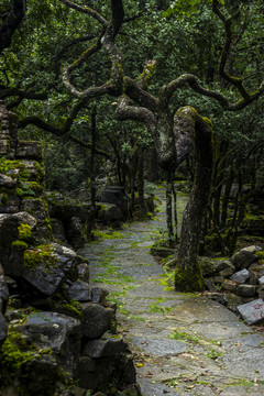 菌子山风光