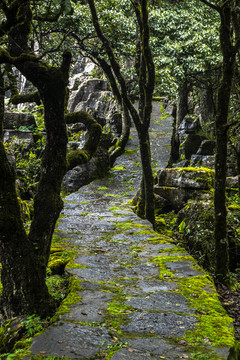 菌子山风光