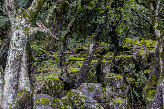 菌子山风光