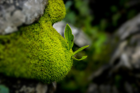 菌子山风光