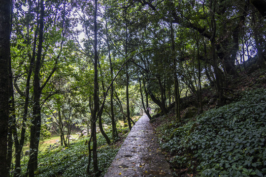菌子山风光