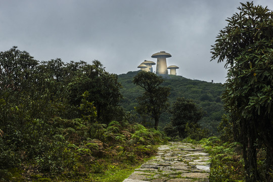 菌子山风光