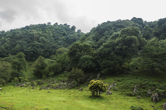 菌子山风光