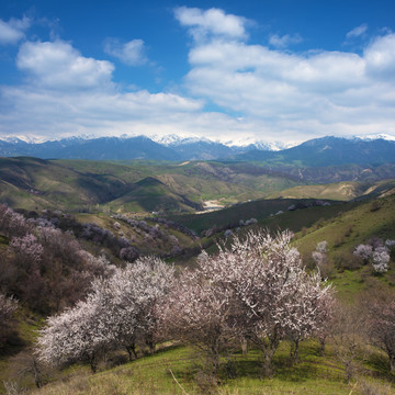 山花