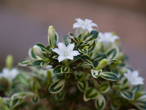 茜草科植物白马骨枝叶和白色花朵