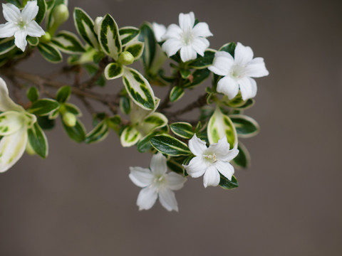 茜草科植物白马骨枝叶和白色花朵