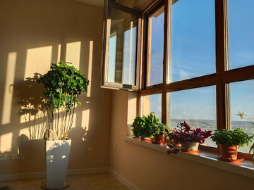 窗台与植物