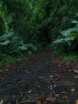 乡村上山下山路