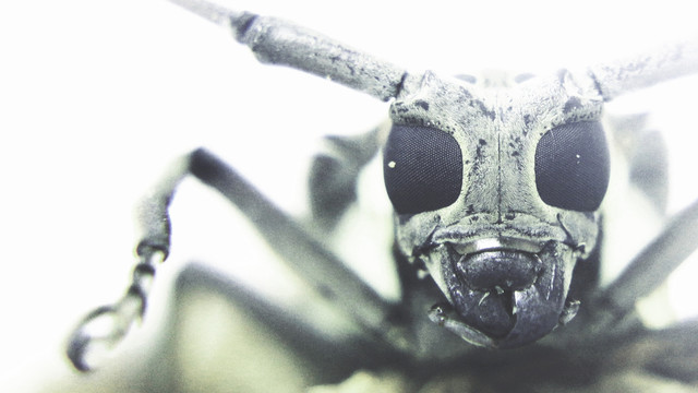 牛角虫摄影昆虫摄影