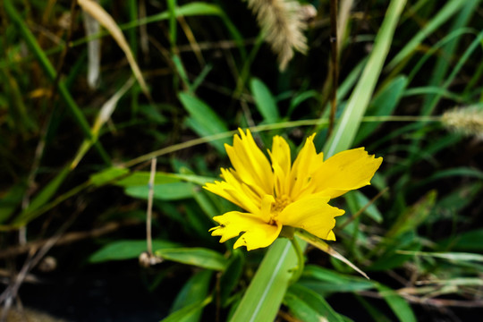 大花金鸡菊