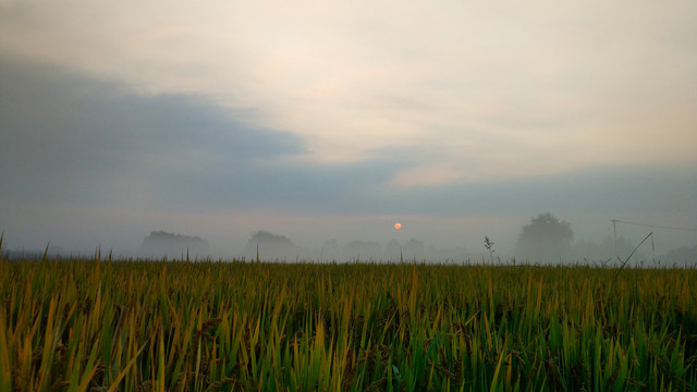稻田清晨薄雾