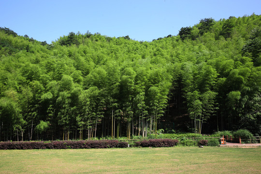 高清竹林