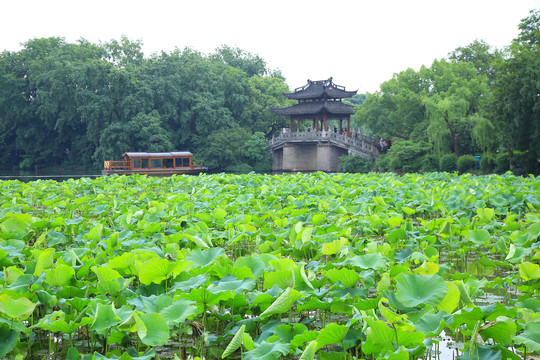 曲院风荷景区