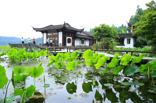 曲院风荷景区