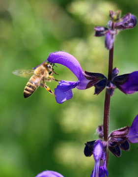 飞舞的蜜蜂高清大图