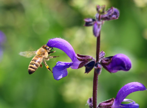 飞舞的蜜蜂高清大图