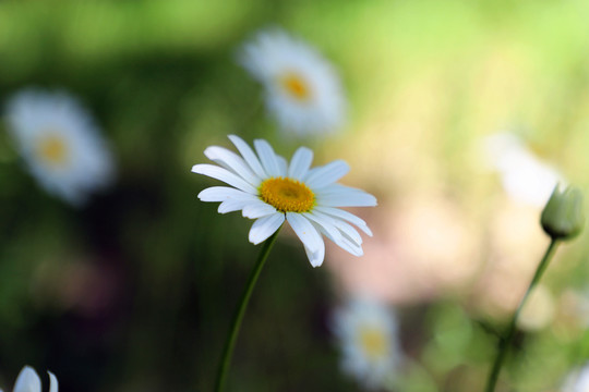 唯美小白菊