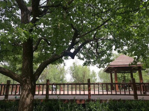 公园小景
